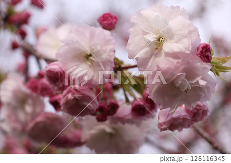 春に咲いた八重桜 128116345
