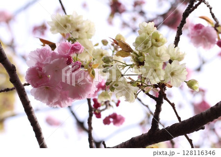 春に咲いた八重桜 128116346
