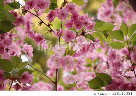 春に咲いた桜 春に咲いた桜 128116351