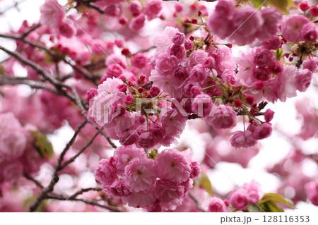 可愛いピンクの桜 128116353