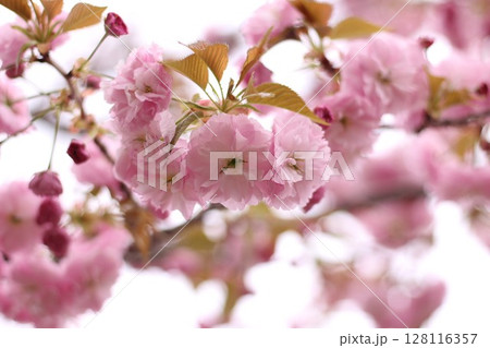春に咲いた八重桜 128116357