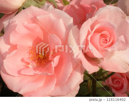 ピンクのバラの花 128116402