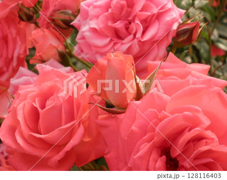 赤いバラ 128116403