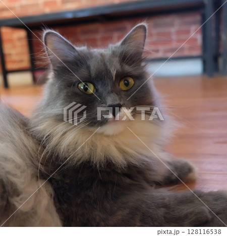 portrait of a cat 128116538