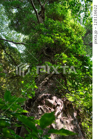 国立科学博物館附属自然教育園 エノキの巨木に絡みつくキヅタ 国立科学博物館附属自然教育園 エノキの巨木に絡みつくキヅタ 128116622