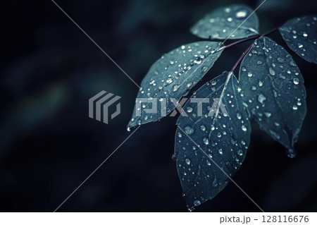 Water drops on a green leaf on a dark background with copy space. 128116676