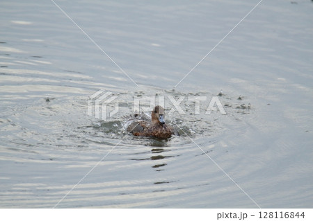 荒尾市　港　野鳥、 128116844