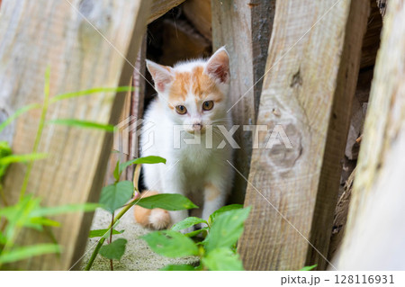 子猫のくうちゃん 128116931