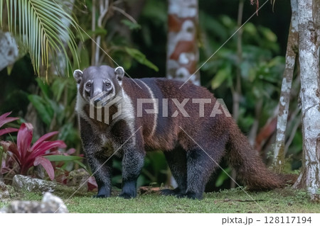 A Coati is shown in a close-up shot within its natural environment, with light and shadow, in the Pantanal Wetlands of Mato Grosso, Brazil 128117194