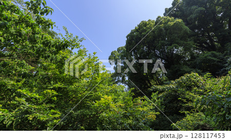 小網代の森の夏 128117453