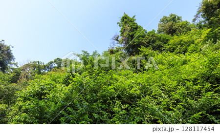 小網代の森の夏 小網代の森の夏 128117454
