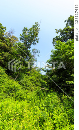 小網代の森の夏 小網代の森の夏 128117456
