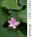 葉の間から顔を出した蓮の花　縦位置 128117483