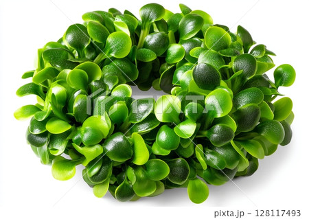 Sunflower seedlings are shown isolated on a white background as microgreens 128117493