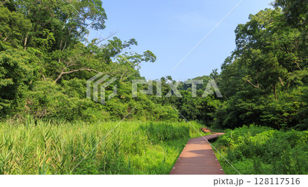 小網代の森の夏 小網代の森の夏 128117516