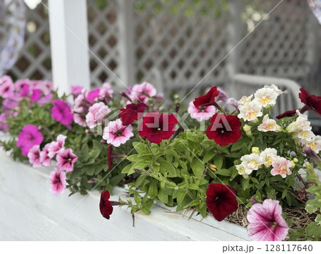 Petunia flowers on the background of an urban landscape on a summer day. High quality photo 128117640