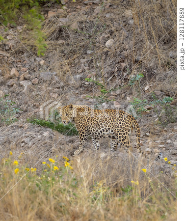 wild male leopard or panther or panthera pardus head turn while walking in rocky terrain during morning jungle safari at jhalana leopard reserve forest jaipur rajasthan india asia 128117889