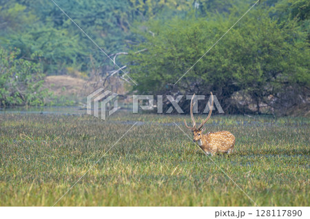 long and big antler wild male spotted deer or chital cheetal or axis axis at ranthambore national park forest rajasthan india in natural behavior eating green grass in wetland in winter season safari 128117890
