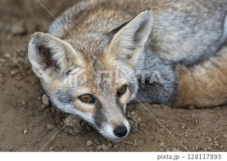 white footed fox or desert fox or vulpes vulpes pusilla fine art closeup or portrait in close proximity in natural background in outdoor jungle safari ranthambore national park forest rajasthan india white footed fox or desert fox or vulpes vulpes pusilla fine art closeup or portrait in close proximity in natural background in outdoor jungle safari ranthambore national park forest rajasthan india 128117893