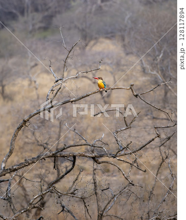 stork billed kingfisher or tree kingfisher or Pelargopsis capensis wild bird perch in dry deciduous background in summer season safari at ranthambore national park forest tiger reserve rajasthan india stork billed kingfisher or tree kingfisher or Pelargopsis capensis wild bird perch in dry deciduous background in summer season safari at ranthambore national park forest tiger reserve rajasthan india 128117894