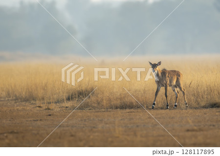 nilgai or blue bull or Boselaphus tragocamelus fawn in open grassland or grass field Largest Asian antelope in natural scenic environment in safari at forest of central india nilgai or blue bull or Boselaphus tragocamelus fawn in open grassland or grass field Largest Asian antelope in natural scenic environment in safari at forest of central india 128117895