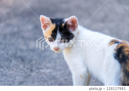 子猫のチロちゃん 子猫のチロちゃん 128117981