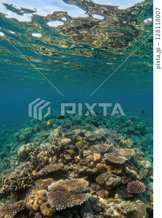 Underwater Coral Reef Ecosystem with Colorful Fish and Sunlight Rays 128118007