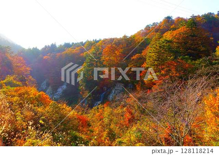面白山紅葉川渓谷 紅葉 黄葉 藤花の滝 面白山紅葉川渓谷 紅葉 黄葉 藤花の滝 128118214