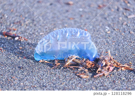 浜辺に打ち上げられた危険生物カツオノエボシ 128118296