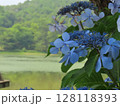 ガクアジサイ 128118393
