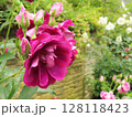 バラ 128118423