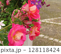 バラ 128118424