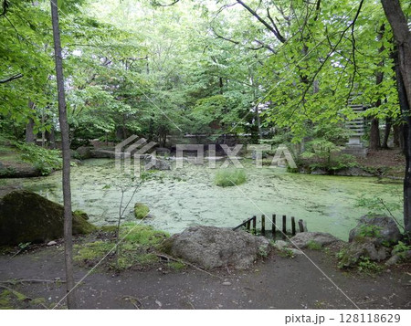 帯廣神社　緑の池 128118629