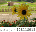 ひまわり 128118913