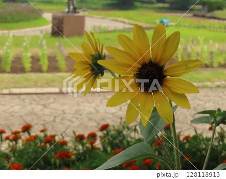 ひまわり ひまわり 128118913