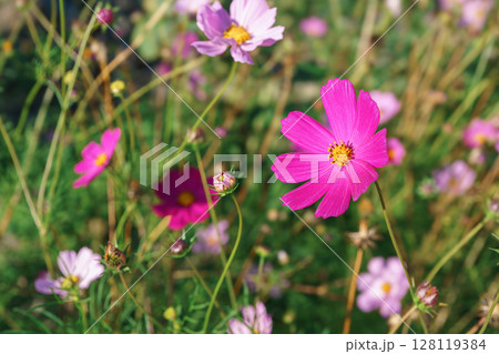 Closeup of blooming pink cosmos flower in vibrant summer garden with colorful wildflowers background Closeup of blooming pink cosmos flower in vibrant summer garden with colorful wildflowers background 128119384
