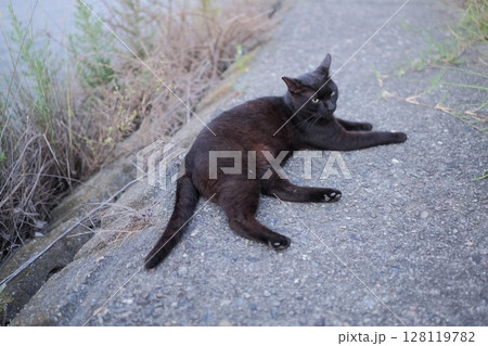 堤防で遊ぶ黒猫 堤防で遊ぶ黒猫 128119782