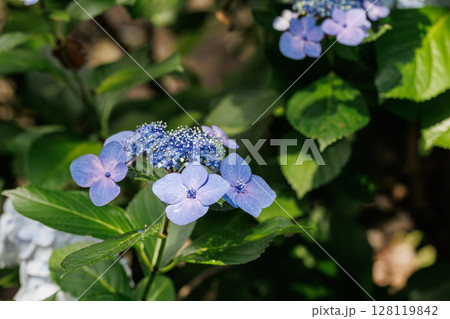 紫陽花まつりの雨引観音 128119842