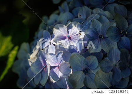 紫陽花まつりの雨引観音 128119843