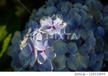 紫陽花まつりの雨引観音 128119844