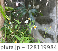センダングサの花の蜜を吸うモンシロチョウ 128119984