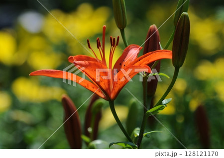 赤いユリの花 128121170