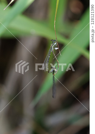 グンバイトンボの愛のカタチ01 128121390
