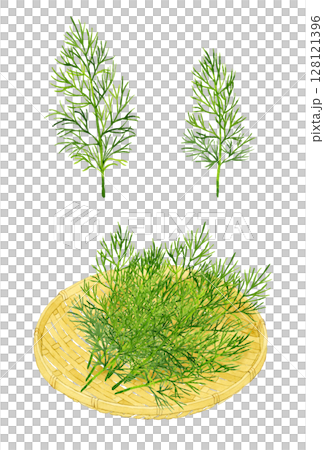 ディルと竹ざるのセット　ハーブの手描き水彩イラスト素材 128121396