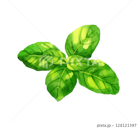 バジル　ハーブ・野菜の手描き水彩イラスト素材 128121397