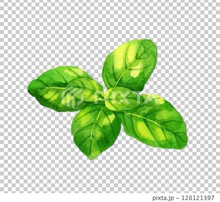 バジル　ハーブ・野菜の手描き水彩イラスト素材 128121397