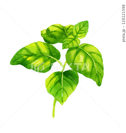バジル　ハーブ・野菜の手描き水彩イラスト素材 128121398