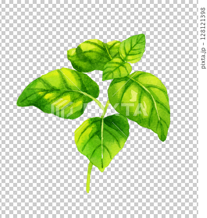 Basil Herb/Vegetable Hand-drawn Watercolor Illustration 128121398