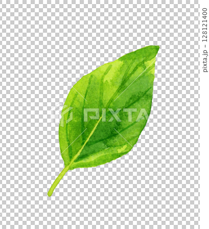 バジルの葉　ハーブ・野菜の手描き水彩イラスト素材 128121400