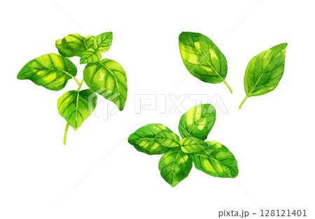 バジルのセット　ハーブ・野菜の手描き水彩イラスト素材 128121401